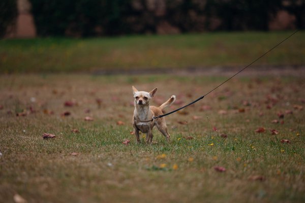 Sieste des chats : comprendre leurs habitudes de sommeil