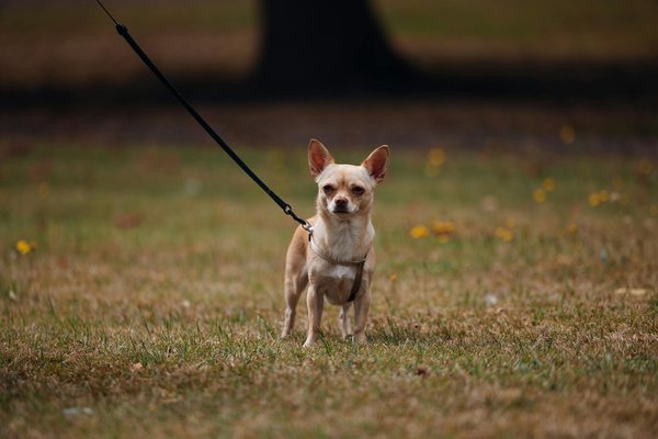 Les espèces nocturnes en voie de disparition : des créatures à protéger