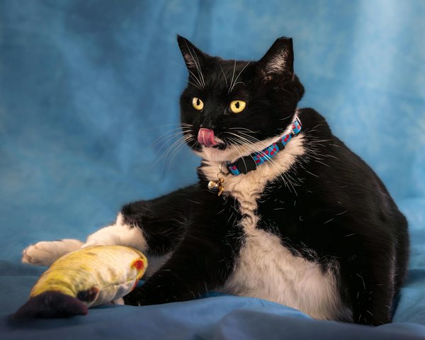 Comment voyager avec un chat Maine Coon