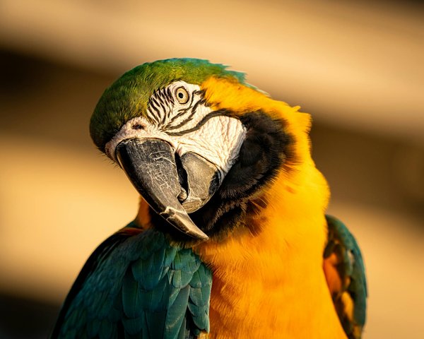 À la découverte des races de chien griffon : caractère, variétés et conseils