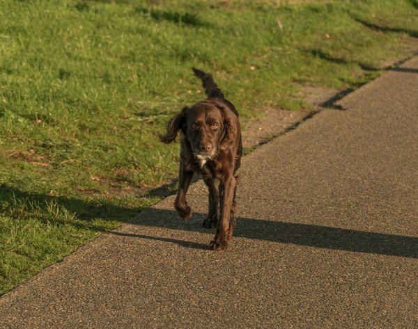 Quels comportements doivent être modifiés pour éviter le développement de problèmes de comportement chez les chiens ?