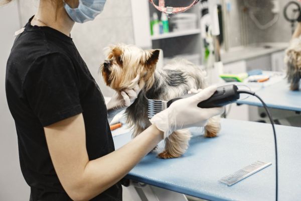Opter pour une tondeuse pour animal adaptée à chaque type de pelage