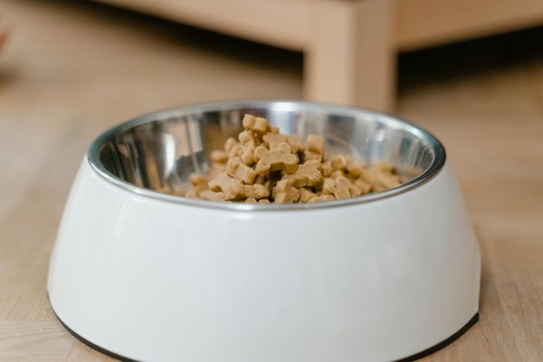 Les croquettes idéales pour le bien-être de votre jeune chien